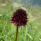 Gymnadenia nigra ssp. gabasiana (endémique)