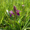 Petit Orchis de Mai (Dactylorhiza parvimajalis)