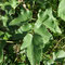 Laserpitium latifolium (Vosges)