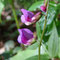 Lathyrus vernus