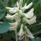 Astragalus glycyphyllos