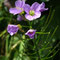 Cardamine raphanifolia (subendémique)