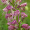 Orchis x bergonii (simia x antropophora)