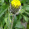 Hieracium alpinum (Alpes)