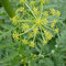 Molopospermum peloponnesiacum (Pyrénées)
