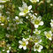 Saxifraga praetermissa (subendémique)
