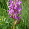 Orchis couleur de chair (Dactylorhiza incarnata)
