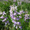 Galega officinalis