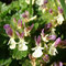 Teucrium pyrenaicum (subendémique)