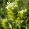 Sideritis hyssopifolia (Pyrénées)