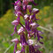 Orchis x spuria (militaris x anthropophora)