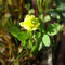 Trifolium aureum