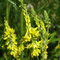Melilotus officinalis