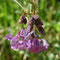 Vicia sepium