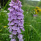 Orchis maculé (Dactylorhiza maculata)