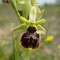 Ophrys x pulchra (araneola x fuciflora)