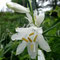 Paradisea liliastrum (Alpes)