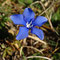 Gentiane printanière (Gentiana verna)