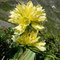 Gentiane de Burser (Gentiana burseri subsp. burseri)