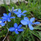 Gentiane à feuilles orbiculaires (Gentiana orbicularis)
