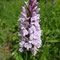Orchis de Fuchs (Dactylorhiza fuchsii)
