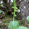 Gennarie à deux feuilles (Gennaria diphylla)