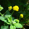 Medicago lupulina