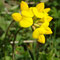 Lotus corniculatus