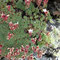 Saxifraga iratiana (endémique)