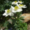 Anemone narcissiflora (Pyrénées)