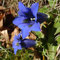 Gentiane acaule (Gentiana acaulis)