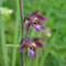 Epipactis rouge sombre (Epipactis atrorubens)