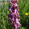 Orchis géant (Himantoglossum robertianum)