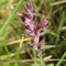Nothobartsia spicata (subendémique)