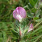 Ononis repens 