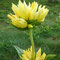 Gentiana marcailhouana (endémique), hybride de Gentiana lutea x Gentiana burseri