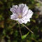 Erodium lucidum (endémique)