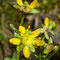 Saxifraga aizoides (Pyrénées)