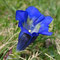Gentiane alpine (Gentiana alpina)