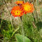 Pilosella aurantiaca