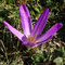 Colchicum montanum (subendémique)