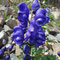 Aconitum variegatum ssp. pyrenaicum (endémique)