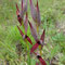 Sérapias à fleurs raides (Serapias strictiflora)