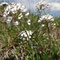 Noccaea caerulescens (Vosges)