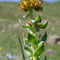 Rhodiola rosea (Alpes)
