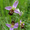 Ophrys Abeille (Ophrys apifera)