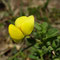 Ononis striata