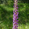 Gymnadène à épi dense (Gymnadenia densiflora)