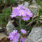Primula farinosa (Alpes)