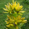 Gentiana lutea (Vosges)